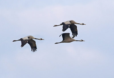 Common Crane