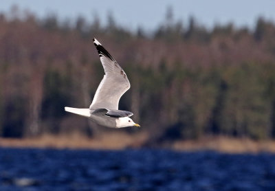 Common Gull