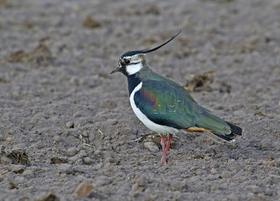 Lapwing