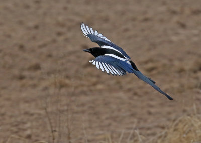 Magpie