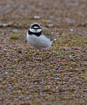 Little Ringed Plover