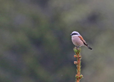 Red-backed Shrike
