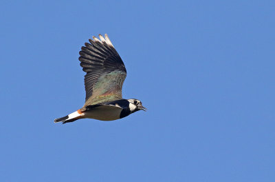 Northern Lapwing