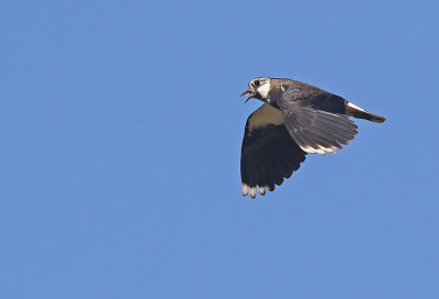 Northern Lapwing