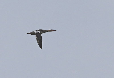 Red-breasted Merganser