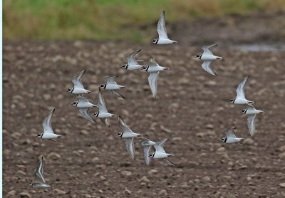 Ringed Plover