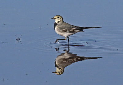 White Wagtail