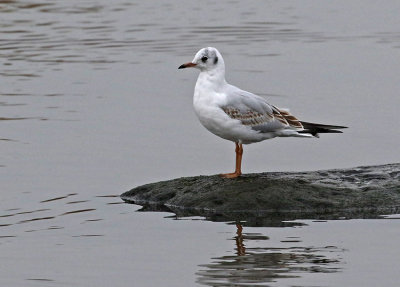 Black-headed Gull