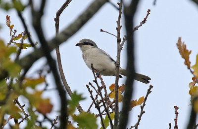 Great Gray Shrike