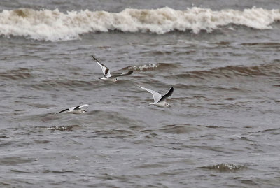 Little Gull