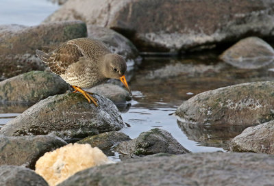 Purple Sandpiper