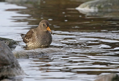 Purple Sandpiper