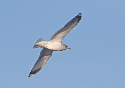 Common Gull