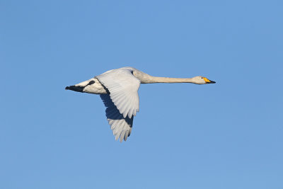 Whooper Swan