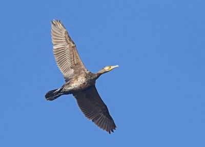 Cormorant