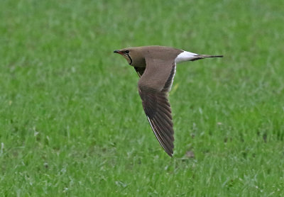 Collared Pratincole