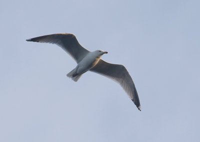 Herring Gull