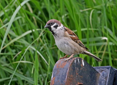 Tree Sparrow