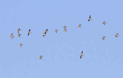 Wood Sandpiper