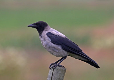 Hooded Crow