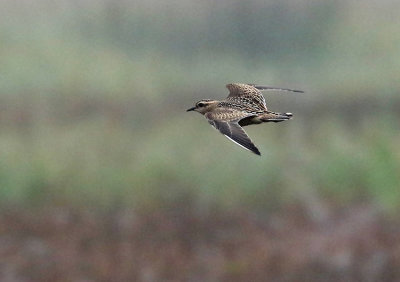 Dotterel