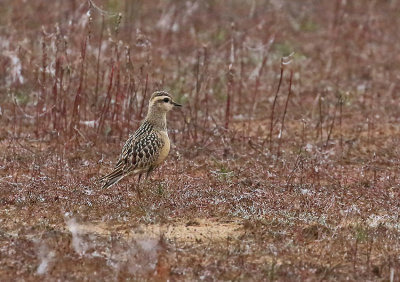 Dotterel