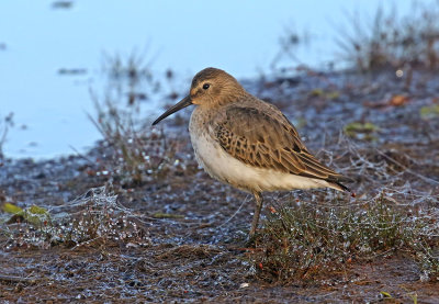 Dunlin