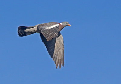 Woodpigeon