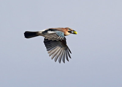 Eurasian Jay