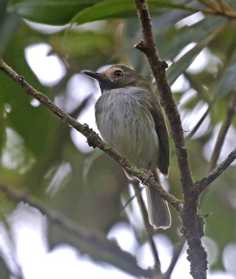 Black-throated Tody-Tyrant