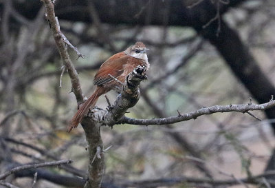 Chestnut-backed Thornbird