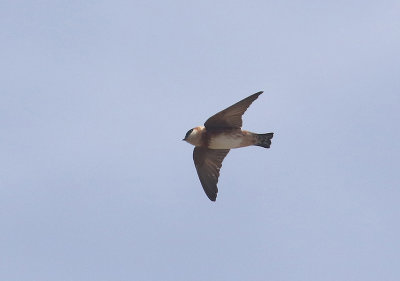 Chestnut-collared Swallow