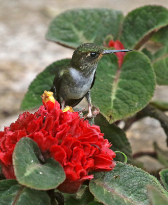 Ecuadorian Piedtail