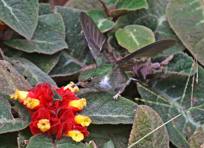 Ecuadorian Piedtail