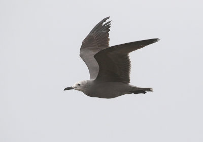 Gray Gull