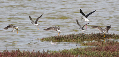 Greater Yellowlegs