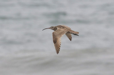 Hudsonian Whimbrel