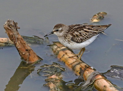 Least Sandpiper