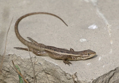 Lizard Ventanilla