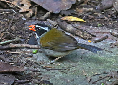 Orange-billed Sparrow