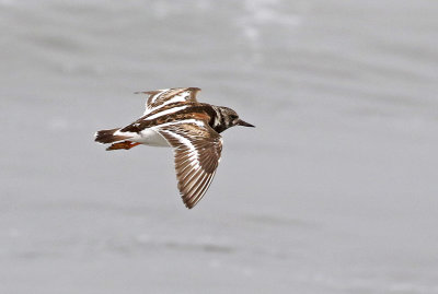 Ruddy Turnstone