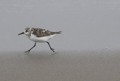 Sanderling