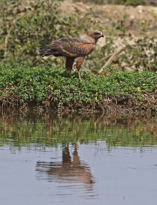 Savanna Hawk