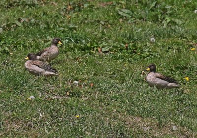 Yellow-billed Teal