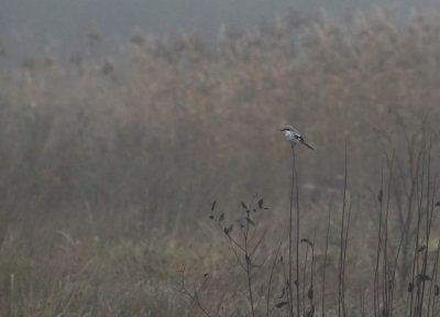 Great Gray Shrike