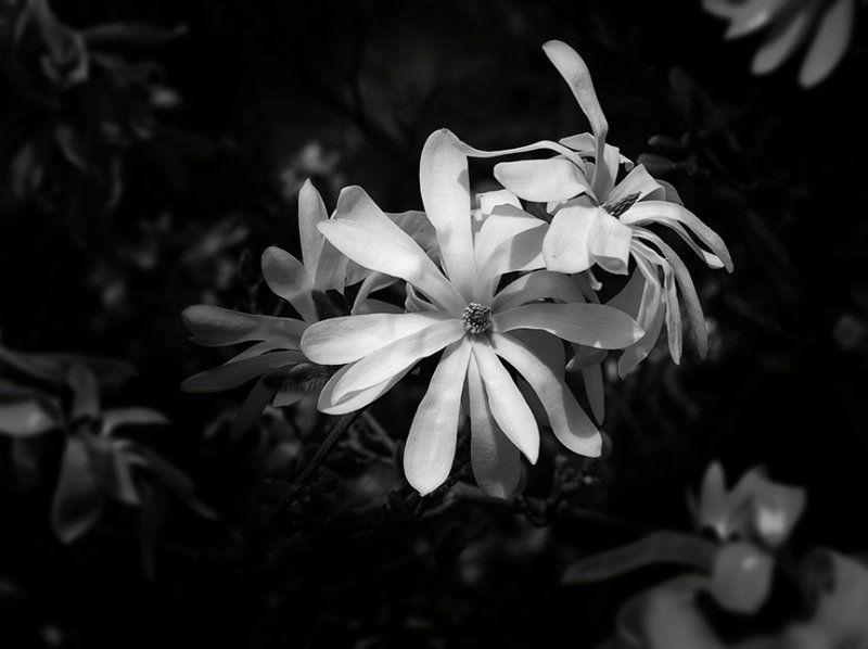 Star Magnolia