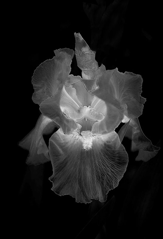 Translucent iris