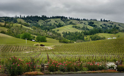 Navarro vineyards - Anderson Valley 