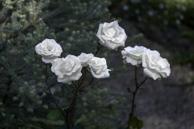 We love white roses