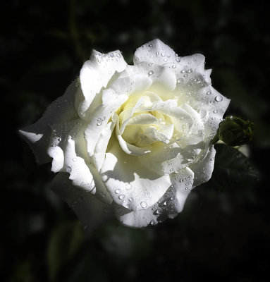 One of many white roses